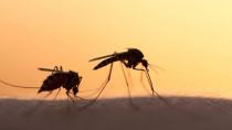 Εντονο το πρόβλημα με τα κουνούπια
