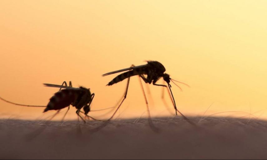 Εντονο το πρόβλημα με τα κουνούπια