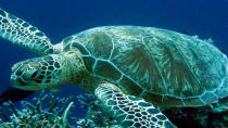 Προστατεύουν τις φωλιές των σπάνιων χελωνων στη Μεσαρά