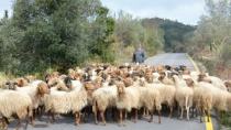 Κρατικές ενισχύσεις 9,1 εκατ. ευρώ στους κτηνοτρόφους της Κρήτης
