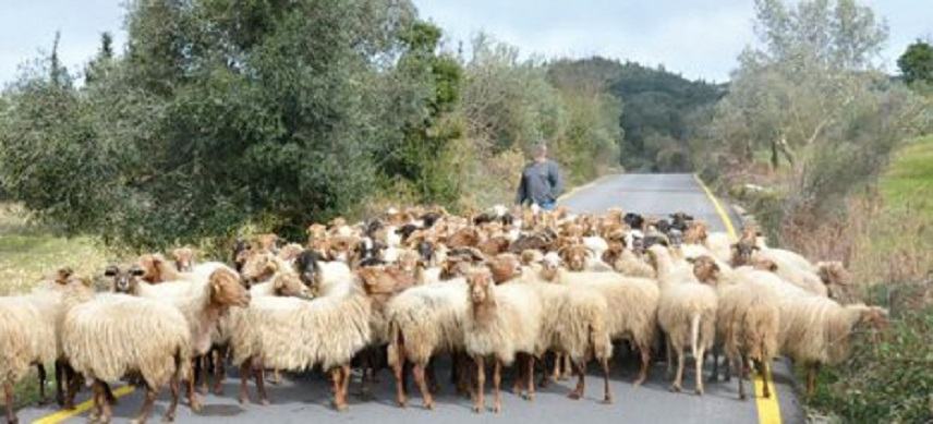 Κρατικές ενισχύσεις 9,1 εκατ. ευρώ στους κτηνοτρόφους της Κρήτης