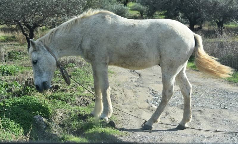 Ένα πανέμορφο άλογο εκανε βολτες στη μέση του δρόμου!