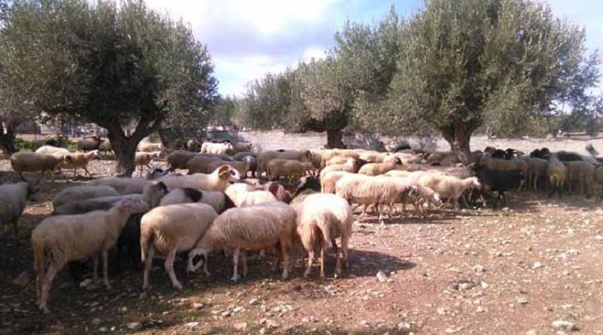 Αντιδρούν στα νέα μέτρα του ΥΠΑΑΤ οι κτηνοτρόφοι της Κρήτης