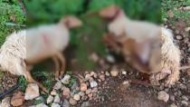 “Μάστιγα” οι επιθέσεις αδέσποτων σκύλων σε ποιμνιοστάσια της ενδοχωρας