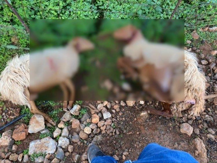“Μάστιγα” οι επιθέσεις αδέσποτων σκύλων σε ποιμνιοστάσια της ενδοχωρας