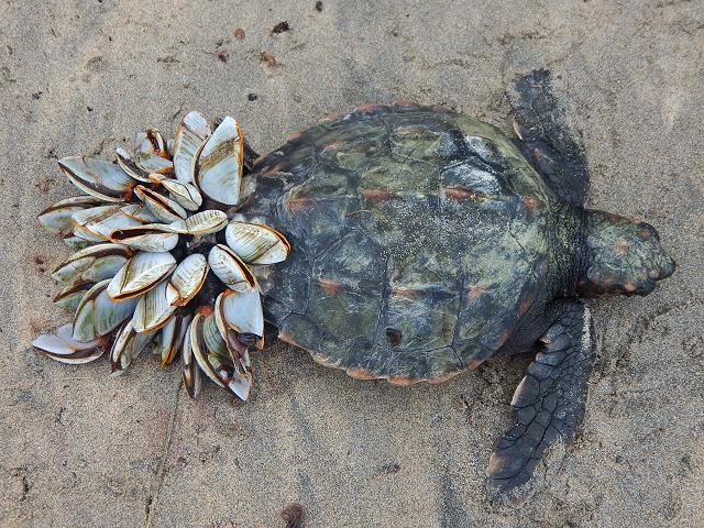 Μια τεράστια caretta-caretta εμφανίστηκε σε παραλία της Κρήτης