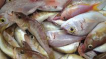Οδηγία από τον ΕΦΕΤ: Μην καταναλώσετε αυτά τα κατεψυγμένα ψάρια
