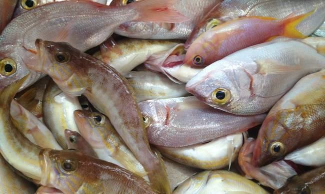 Οδηγία από τον ΕΦΕΤ: Μην καταναλώσετε αυτά τα κατεψυγμένα ψάρια