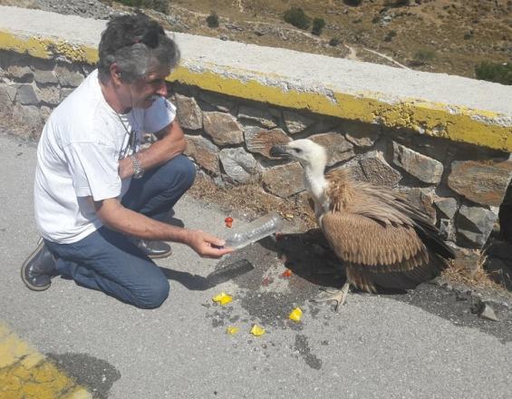 Φρόντισε το ανημπορο αρπακτικό που βρήκε