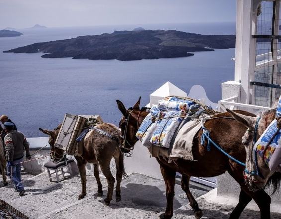 Για τα γαϊδουράκια της Σαντορίνης...