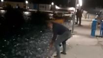 Κουφονήσια: Κοπάδια από σαρδέλες «πλημμύρισαν» το λιμάνι