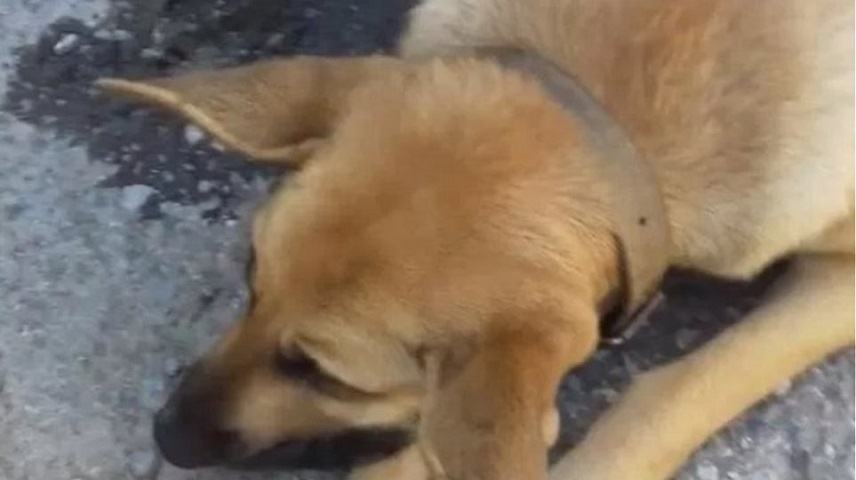 Χανιά:Σκότωσαν έγκυο σκυλίτσα –  Δίνουν 2.000 για την εύρεση του δράστη (photo)