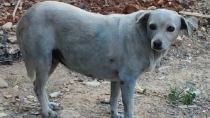 Hράκλειο: Ασυνείδητος έβαψε σκυλίτσα με μπλέ μπογιά