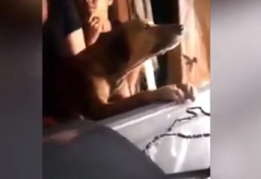 Ο σκύλος που έκλαψε πάνω απ’το φέρετρο του αφεντικού του-Σπαρακτικό βίντεο