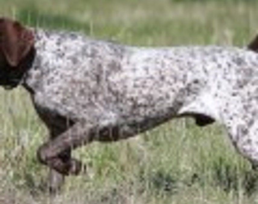 Κυνηγετικός Σύλλογος Τυμπακιου: Aνακοίνωση για τη λειτουργία του χώρου εκγύμνασης κυνηγετικών σκύλων