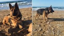 Βρέθηκε σκύλος σε παραλία στις Γούβες