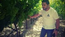 Αυτοψία  στα κατεστραμμένα αμπέλια του Ηρακλείου