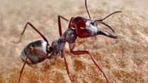 Αυτό είναι το πιο γρήγορο μυρμήγκι στον κόσμο