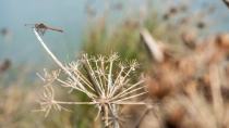 Έως και δύο μέτρα η άνοδος της στάθμης της θάλασσας στη Μεσόγειο, μέχρι το τέλος του αιώνα