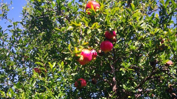 Οι ευεργετικές ιδιότητες του ροδιού στην αντιμετώπιση της εξάρτησης από οπιοειδή