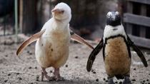 Πιγκουίνοι συνελήφθησαν επειδή διέρρηξαν εστιατόριο σούσι