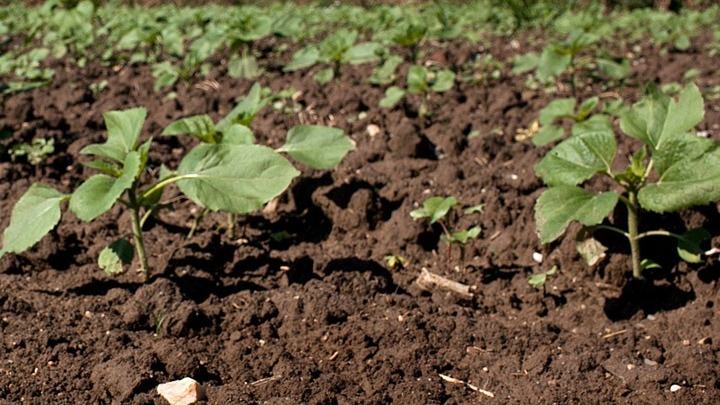 Aγρότες: 490 εκατ. ευρώ για βιολογικές καλλιέργειες - Ποιοι είναι οι δικαιούχοι
