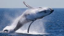 Φάλαινα ξεβράστηκε στα Καλά Λιμάνια