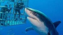 Βίντεο - σοκ: Καρχαρίας δαγκώνει δύτη στο κεφάλι