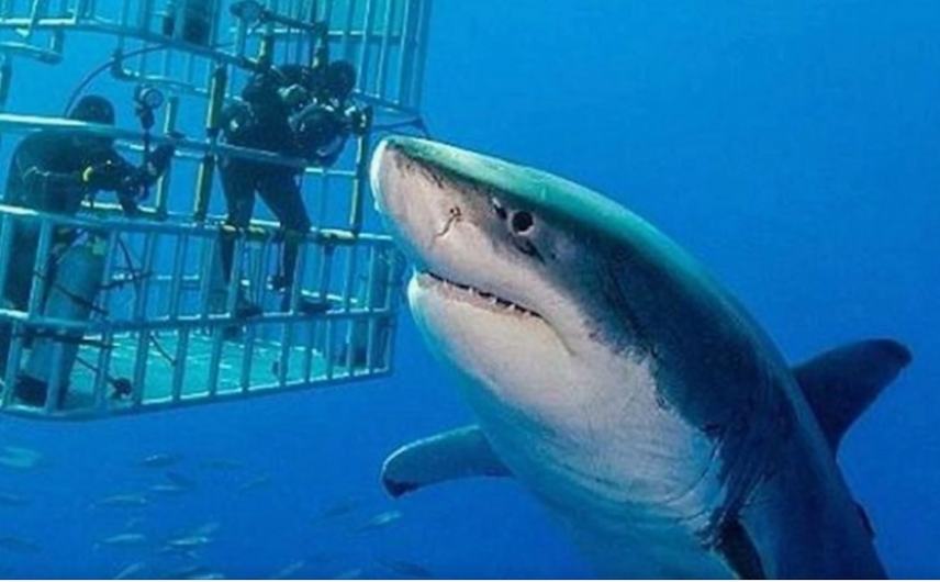 Βίντεο - σοκ: Καρχαρίας δαγκώνει δύτη στο κεφάλι