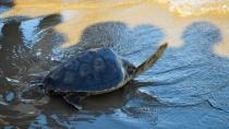 Στην Κρήτη οι διαβουλεύσεις για την προστασία της χελώνας καρέτα