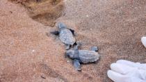 Oι θαλάσσιες χελώνες επέστρεψαν στον κόλπο της Μεσαράς