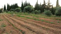 Πόσο κοστίζει ένα χωράφι – Οι τιμές σε όλη την Ελλάδα