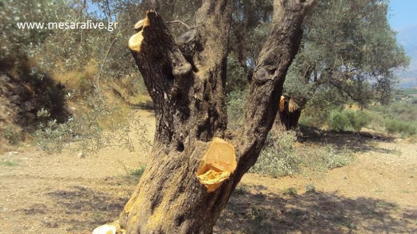 Δολιοφθορά και ξυλοκλοπή σε… δύο δόσεις