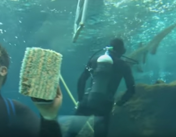 Κολυμπώντας ανάμεσα σε καρχαρίες στο Ηρακλειο! (βίντεο)