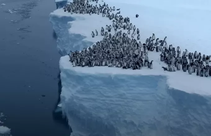 Ατρόμητα μωρά πιγκουινάκια κάνουν την πρώτη τους βουτιά από παγόβουνο 15 μέτρων - Εκπληκτικό βίντεο